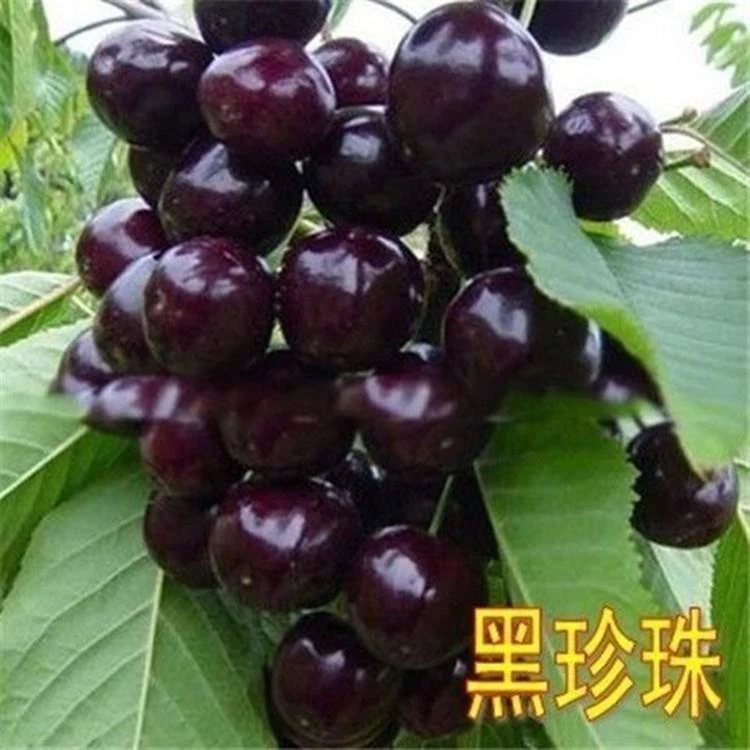4J大樱桃苗黑珍珠樱桃树南方北方种植盆栽庭院果树矮化樱桃树
