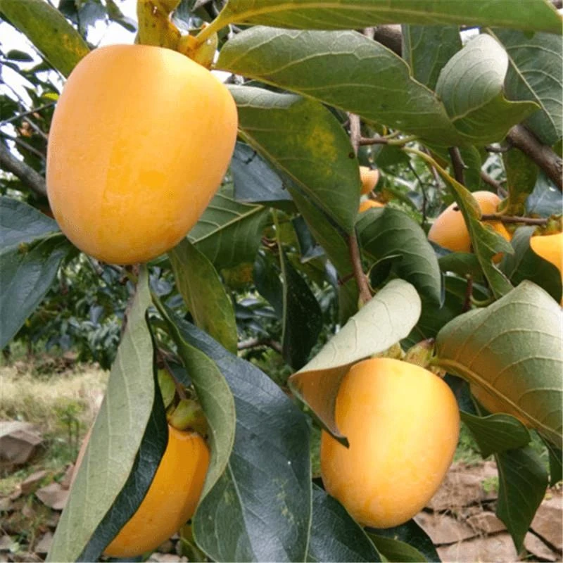 嫁接牛心柿子火晶果树苗庭院盆栽地栽南方北方种植当年结果柿树苗