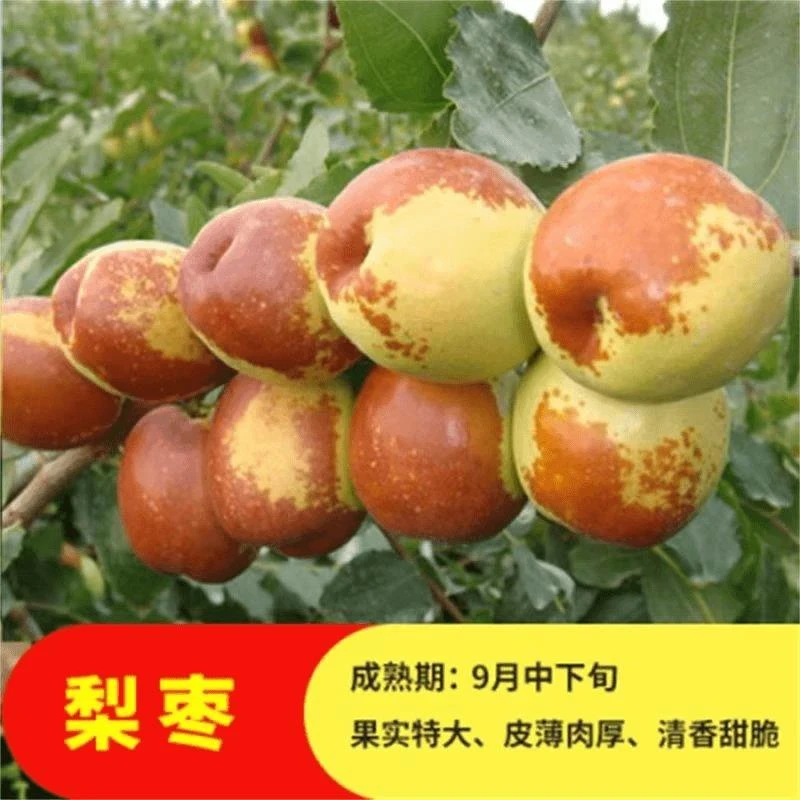 梨枣苗树苗 枣子苗盆栽地栽嫁接果树苗南方北方种植当年结果枣树