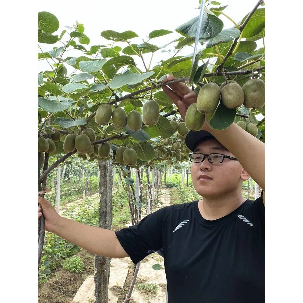 猕猴桃树果苗红心徐香特大南方北方种植盆栽地栽当年结果猕猴桃苗