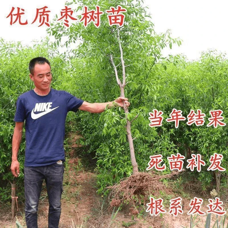 特大枣树苗沾化冬枣树苗大青枣果树苗南北方种植当年结果盆栽地栽
