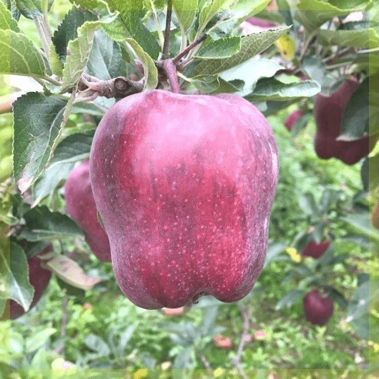 苹果树苗 美国红蛇果树苗 苹果苗当年结果花牛苹果苗南方北方种植