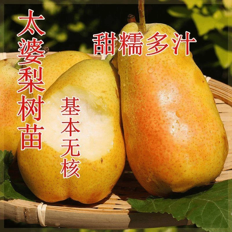 太婆梨树果树苗南方北方庭院地栽种植耐寒耐旱嫁接果树苗当年结果