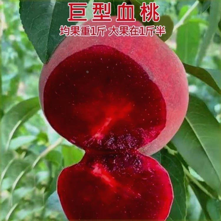 新品种越南特大巨型血桃苗晚熟桃嫁接桃树苗南方北方种植盆栽地载