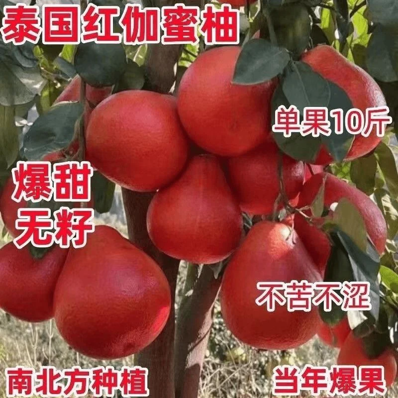 泰国正宗红柚树暹罗红柚苗红柚红心蜜柚新品种嫁接柚子盆地栽果树