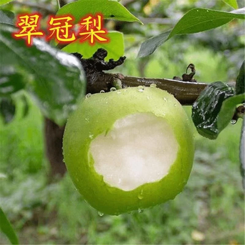 梨树苗嫁接翠冠梨树苗现挖梨树苗黄金梨苗园黄梨苗南北方种植