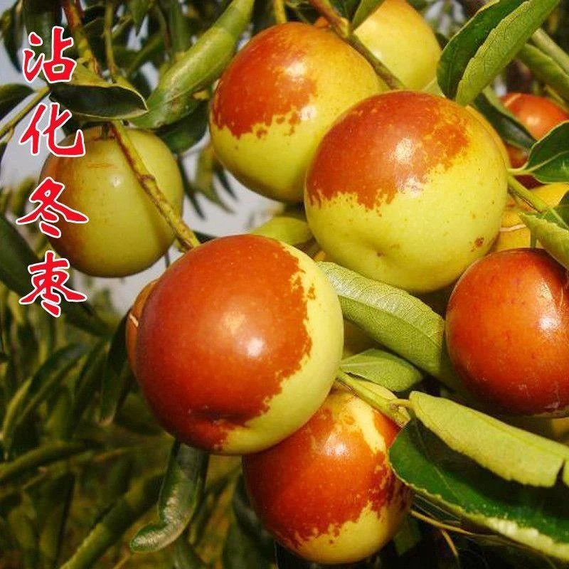枣树苗特大沾化冬枣苗嫁接枣树苗南北方庭院种植当年结果地栽盆栽