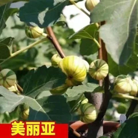 嫁接美丽亚无花果树苗南方北方种植当年结果庭院盆栽地栽无花果树