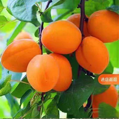 帝王大杏嫁接苗特大果树苗盆栽地栽南北方种植