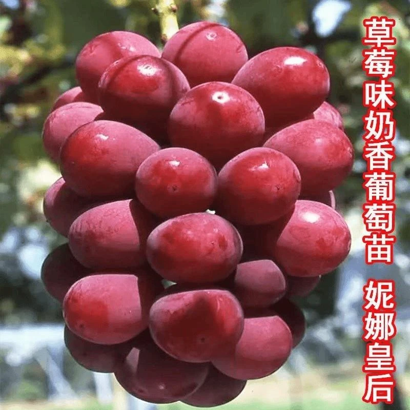 正宗妮娜皇后葡萄树苗女皇女王葡萄树苗嫁接葡萄苗当年结果包成活