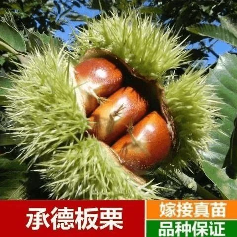 承德嫁接板栗树苗果树苗大红袍油栗子苗庭院阳台盆栽地栽南方北方