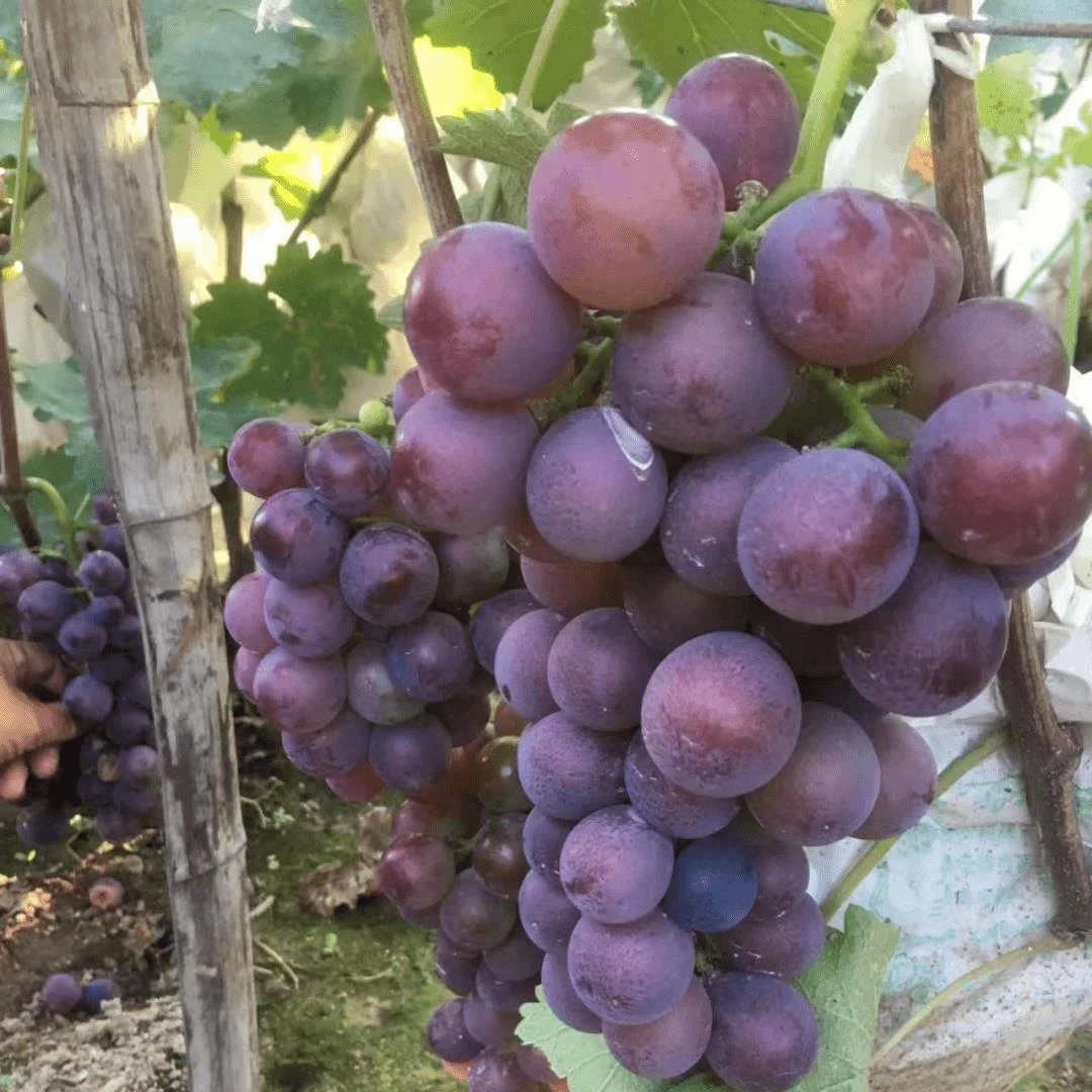 巨峰葡萄树苖当年结果葡萄大果树果苗北南方种植树爬藤苗盆栽地栽