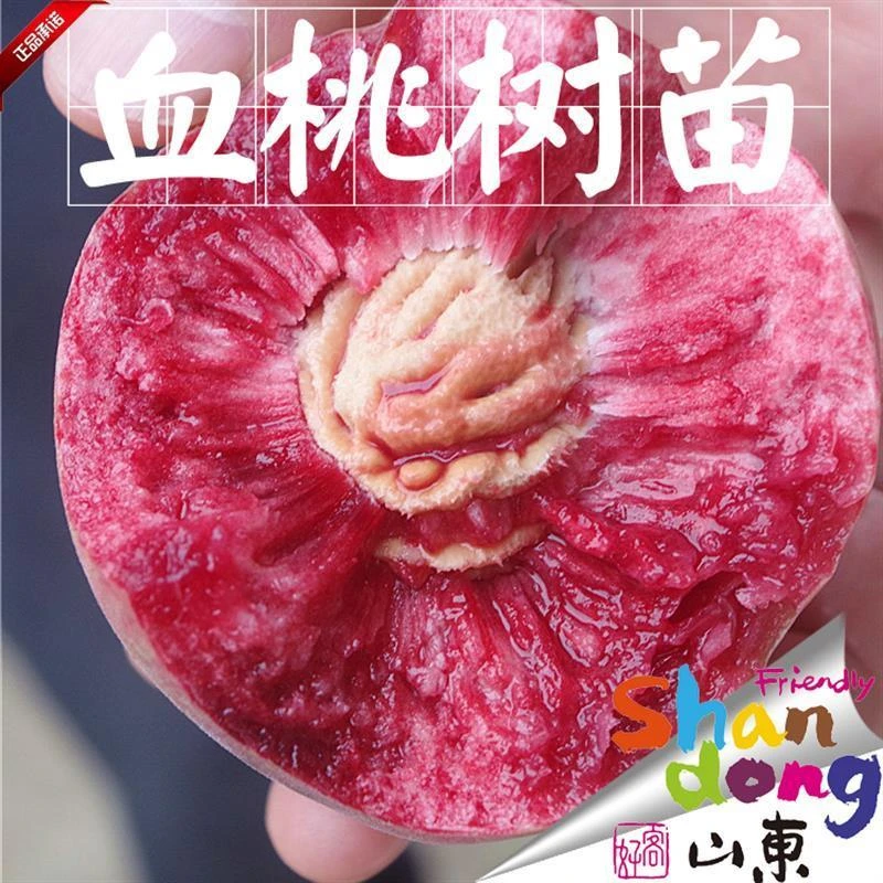 桃树树苗正宗紫血嫁接红肉血桃南方北方种植 果树苗