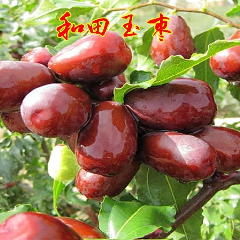 枣树树苗和田玉枣树苗鸡蛋枣新疆和田大枣当年结果大枣树