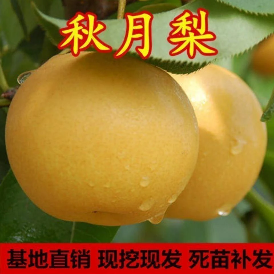 秋月梨树苗南北方种植嫁接梨树黄金梨特甜糖水梨晚熟早熟鸭梨树苗