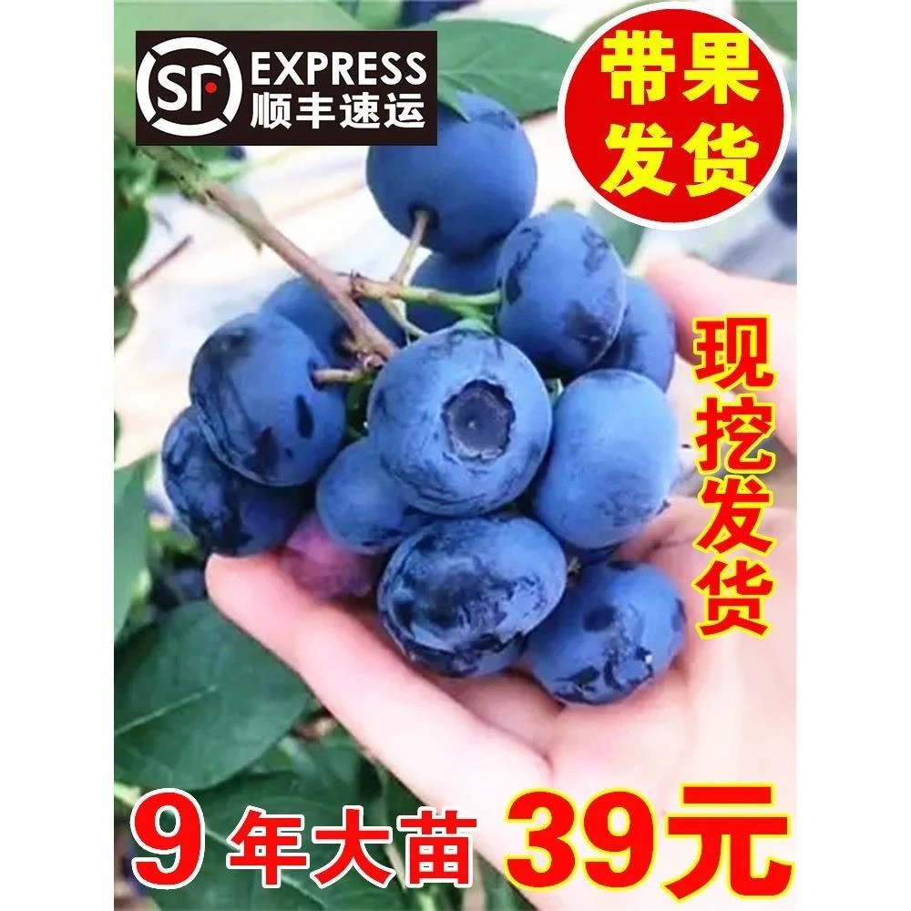 蓝莓树果苗带果蓝莓苗盆栽果树苗当年结果南北方种植兔眼特大阳台