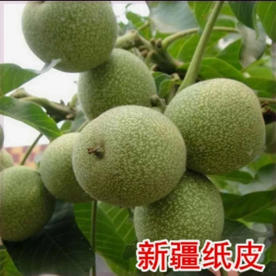 新疆阿克苏温185纸皮核桃苗壳薄如纸地栽薄皮核桃苗树苗当年结果