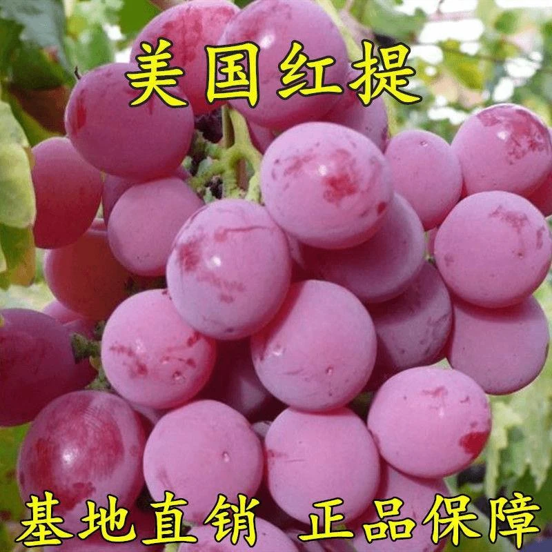 美国红提苗无籽红提子苗葡萄苗 红提葡萄树苗 盆栽地栽 当年结果
