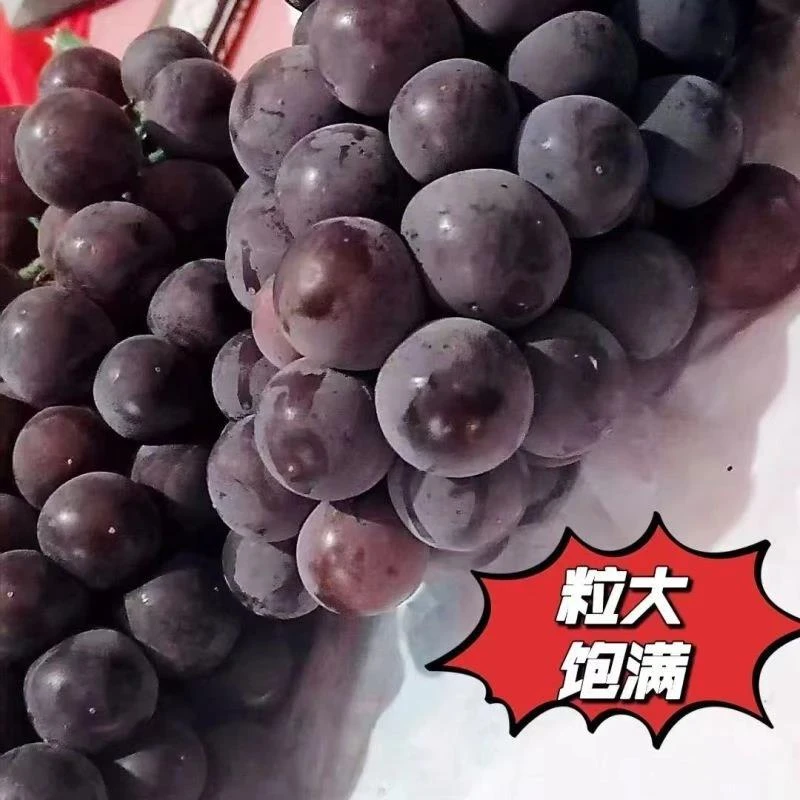 户太八号葡萄苗当年结果庭院抗寒爬藤南方北方种植品种葡萄树苗