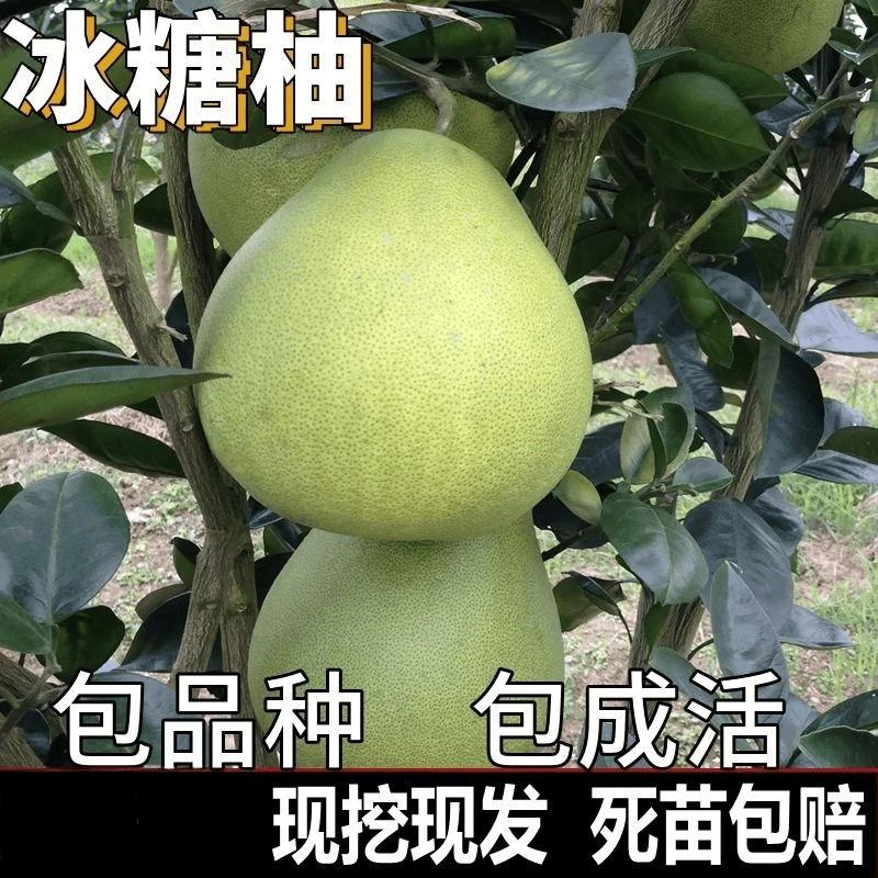 冰糖柚子树苗带土南北方庭院地栽特大果苗阳台盆栽嫁接当年结果