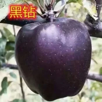 嫁接黑钻苹果树苗庭院盆栽地栽冰糖心苹树苗南方北方种植隔年结果