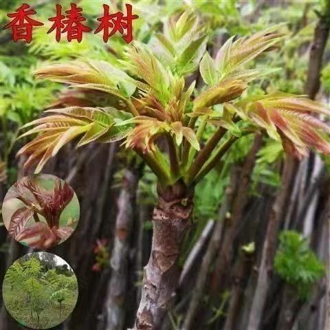 红油香椿树盆地栽南北方种植好养食用香椿耐寒优质香椿苗当年采摘