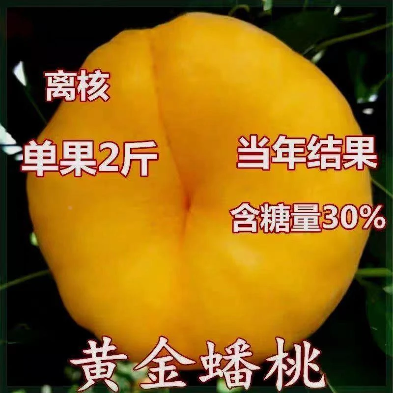 特大晚熟黄金蟠桃果树苗晚熟十一月份抗旱耐寒地栽庭院当年结果苗