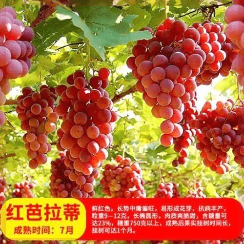 藤王葡萄苗 大粒葡萄树苗爬藤红巴拉蒂葡萄苗盆栽地栽当年结果苗