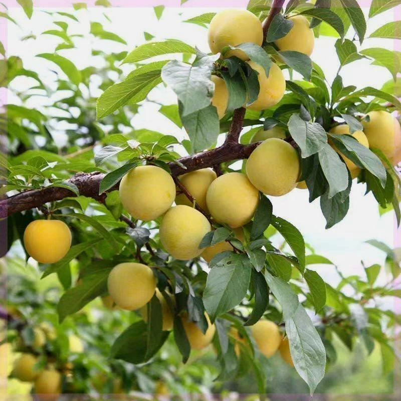 正宗蜂糖李树苗蜜糖李地栽脱骨大果四季种植当年结果蜂糖李子苗