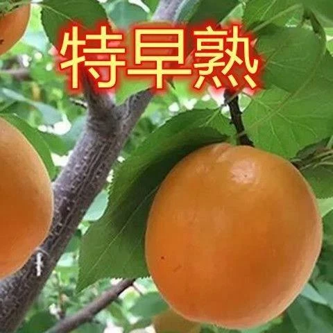 嫁接特早熟杏大黄杏果树苗庭院盆栽地栽南方北方种植当年结果杏树