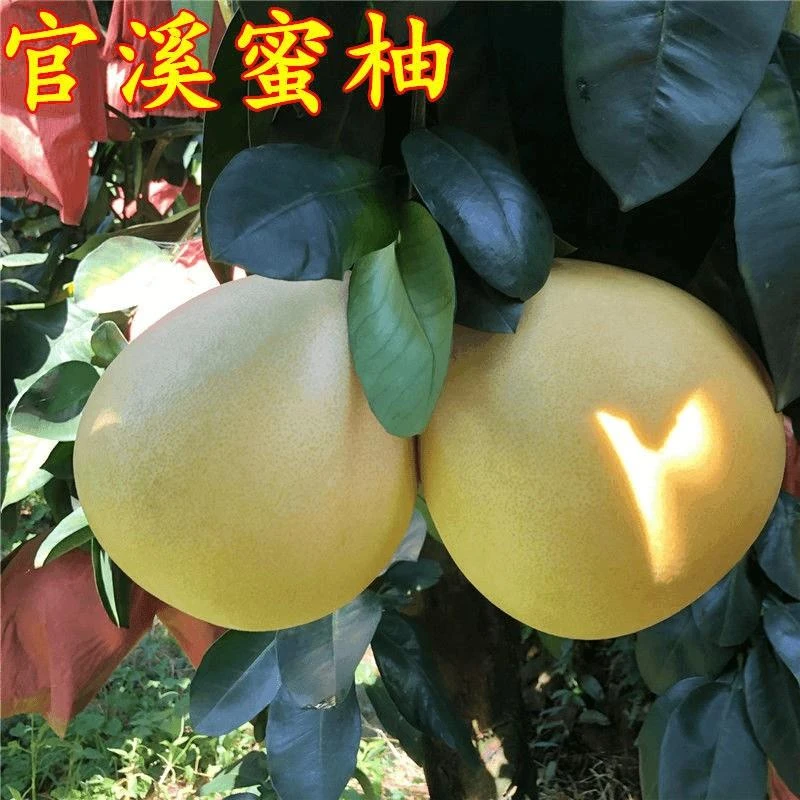 正宗福建官溪蜜柚子苗红心蜜柚苗南北方种植柑橘柚子树苗当年结果