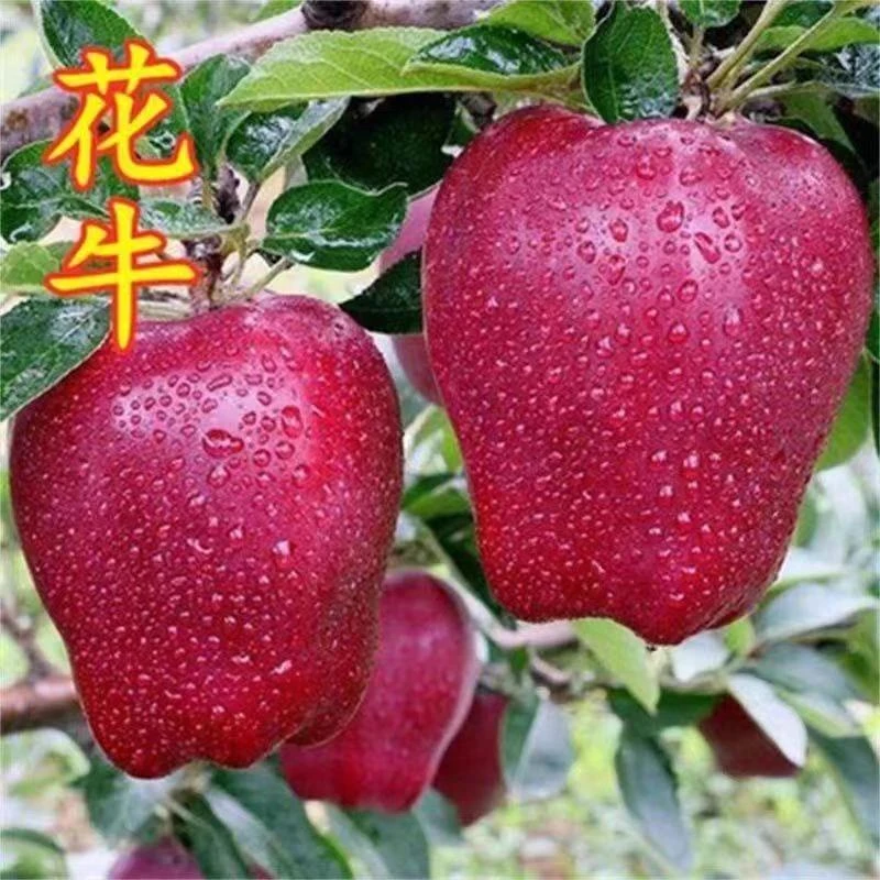 花牛苹果树苗嫁接苹果苗天牛基地直发耐寒庭院阳台盆栽南北方种植