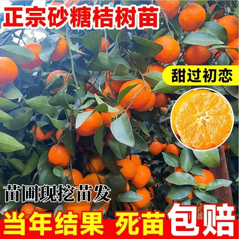 桔子树苗地栽特大砂糖桔树苗盆栽地栽蜜桔橘子树庭院果树当年结果