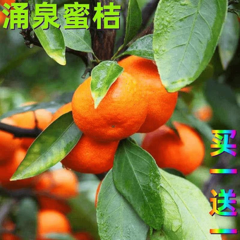 涌泉蜜桔子树苗 正宗临海无核蜜桔苗嫁接橘子苗早熟超甜柑桔树苗