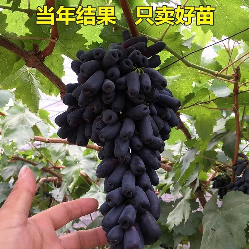 阳光玫瑰葡萄树苖蓝宝石无子香印盆栽南北方种植当年结果