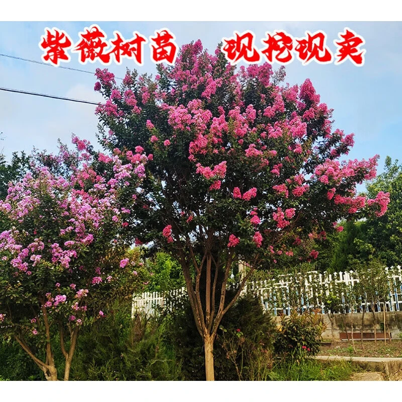 高杆紫薇树苗红花红火箭紫薇树苗大冠幅紫薇树