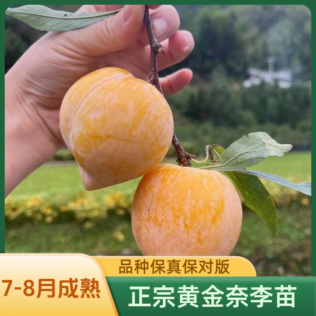 正宗黄金奈李树苗 奈李苗 李子苗 奶李苗 纯甜无酸 7月成熟