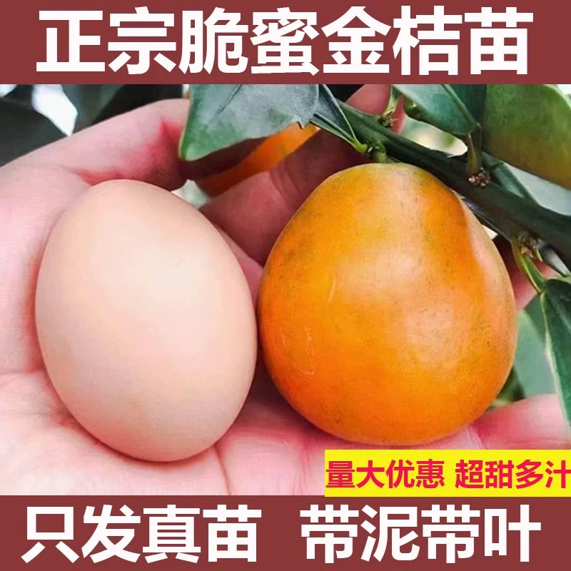 脆蜜金柑苗 融安金桔苗 柑橘苗个大纯甜无酸 品种对版不落叶