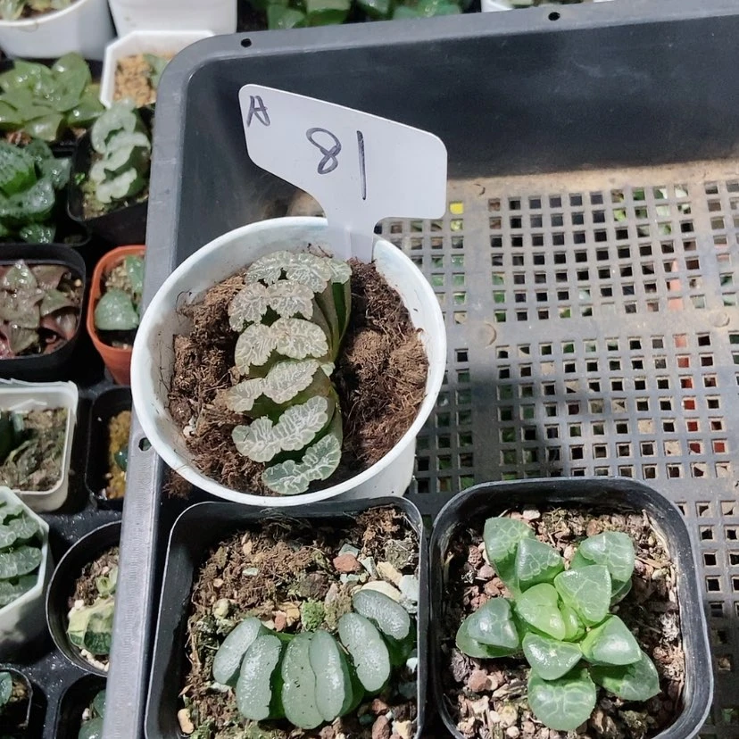 【闪购商品】81三个