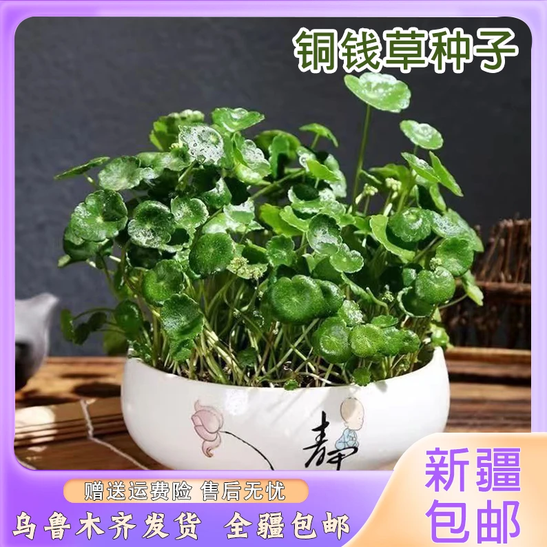 【新疆包邮】大叶水养种籽水培植物花卉盆栽室内常绿种