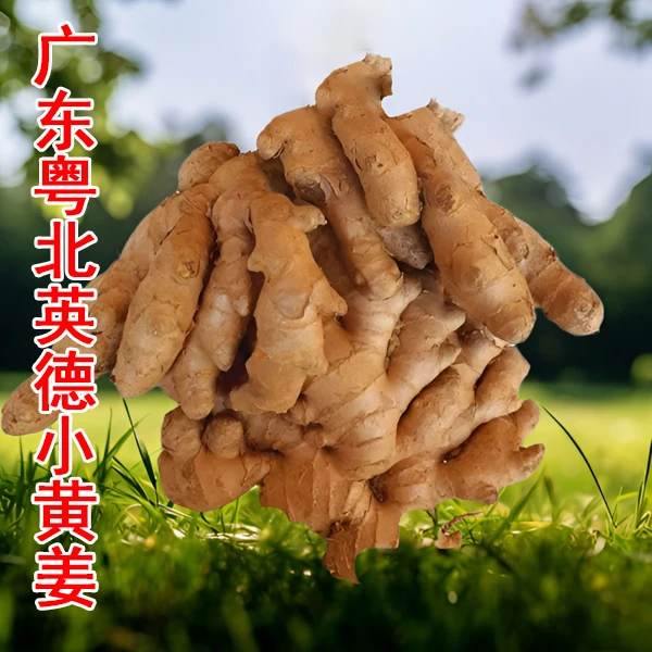 广东熬汤英德粤北客家竹丝姜生姜新鲜现挖高山老姜月子老姜撞奶