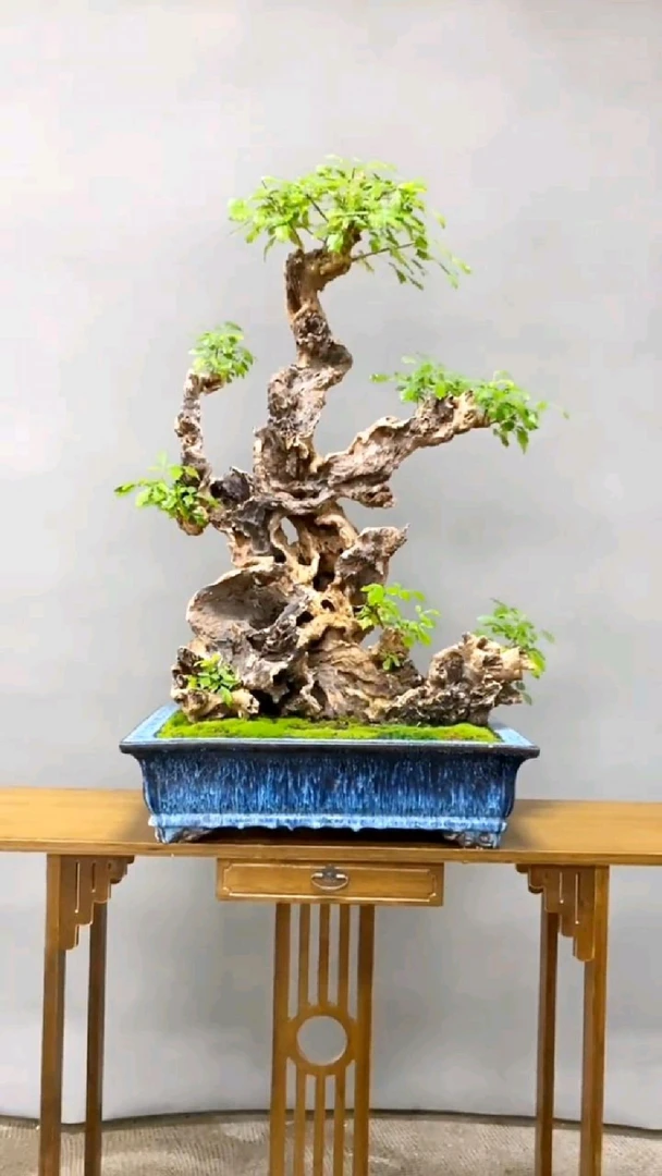 黄荆盆景素材赏叶观花赏型