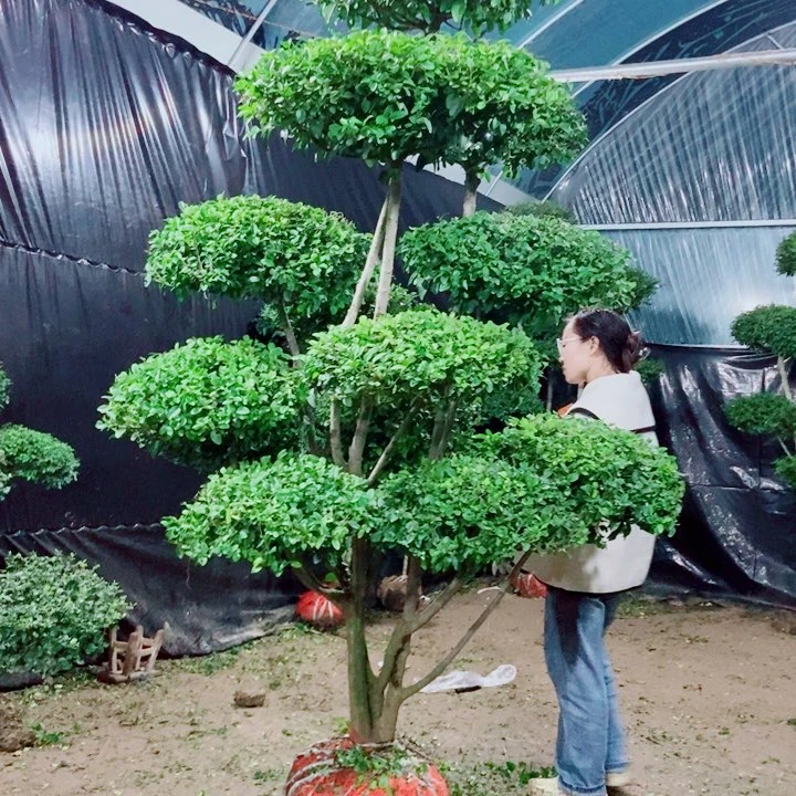 一物一拍一物一拍