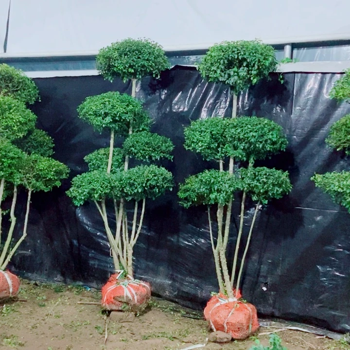 一物一拍一物一拍