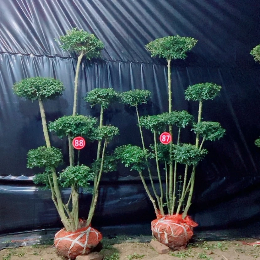【闪购商品】一物一拍