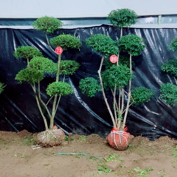 一物一图一物一拍