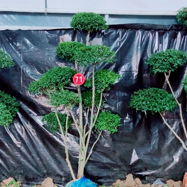 一物一图一物一拍