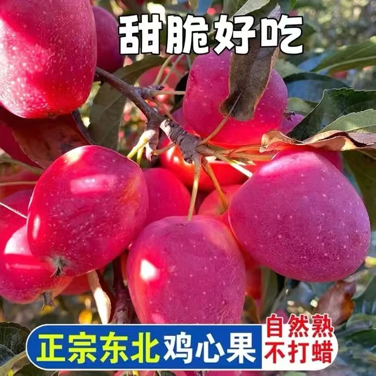正宗东北鸡心果香槟果锦绣海棠小苹果甜脆多汁现摘现发整箱包邮