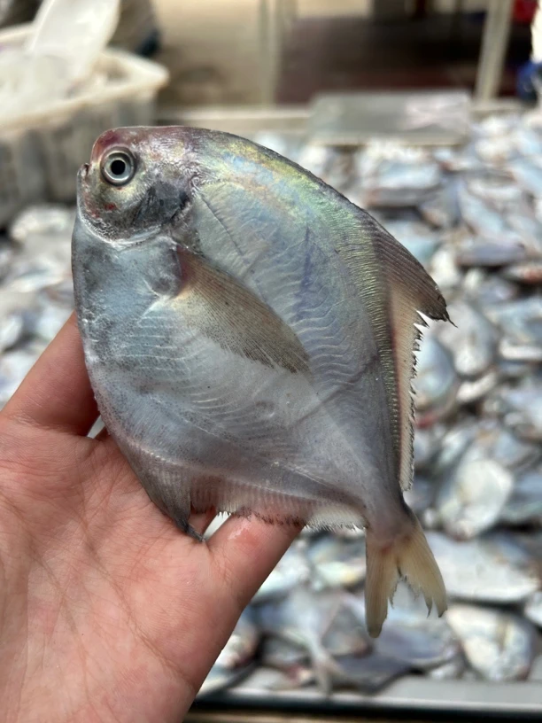 超级福袋，山东日照银鲳鱼5斤，包邮