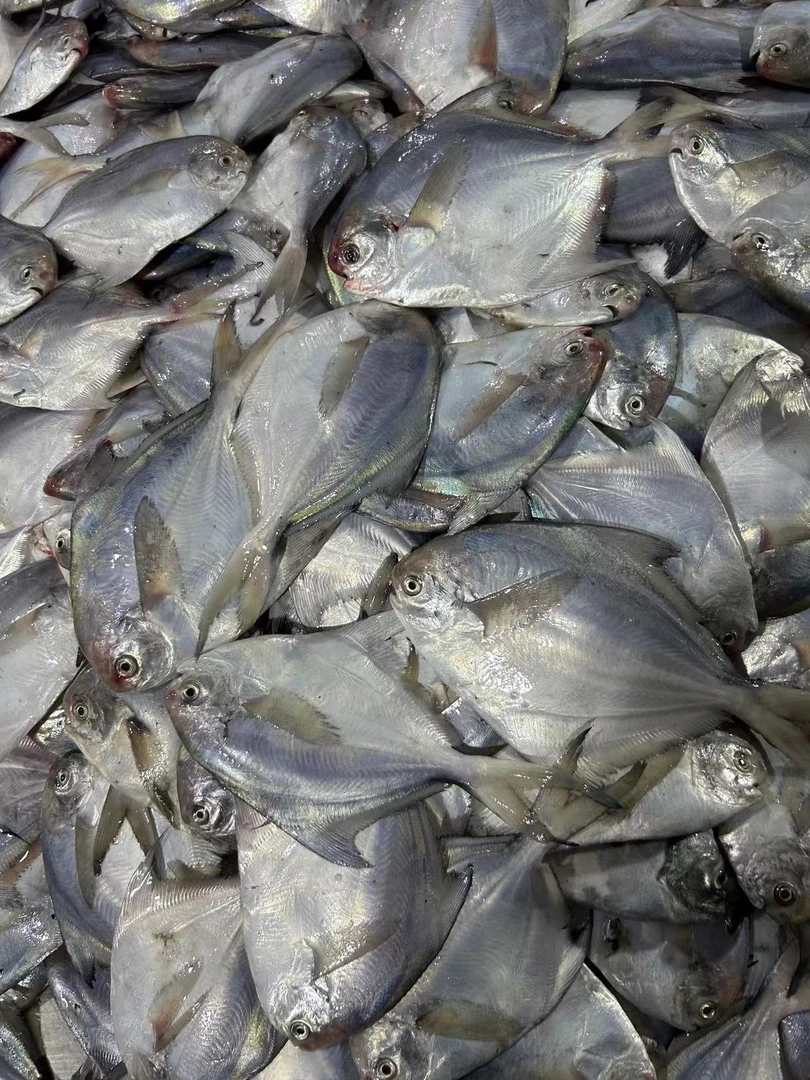 日照海捕纯野生银鲳鱼，5斤，一斤6条鱼，顺丰冷链包邮